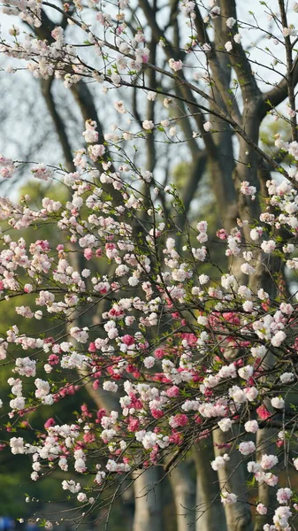 春には中国の公園に美しい桜が咲きます — ストック写真