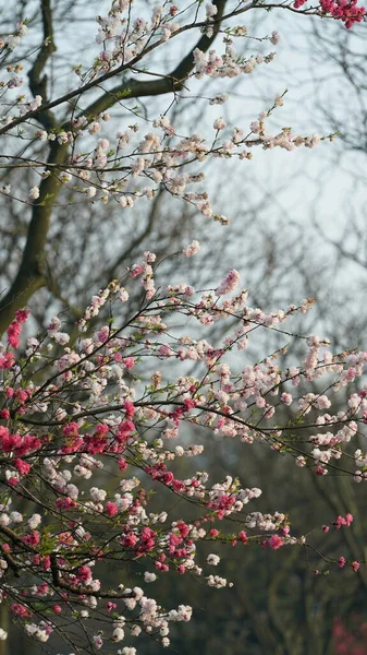 Baharda Çin 'deki parkta açan güzel kiraz çiçekleri.