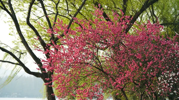 Beautiful Cherry Flowers Blooming Park China Spring — Fotografia de Stock