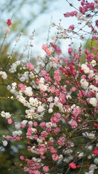 Piękne Wiśniowe Kwiaty Kwitnące Parku Chinach Wiosną — Zdjęcie stockowe