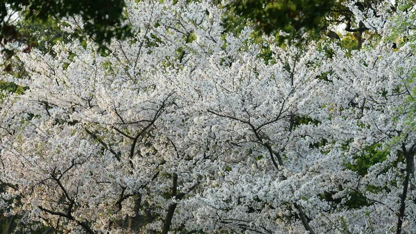 Les Belles Fleurs Cerisier Fleurissent Dans Parc Chine Printemps — Photo