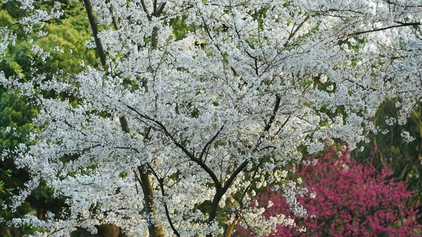 Beautiful Cherry Flowers Blooming Park China Spring — Stock Photo, Image