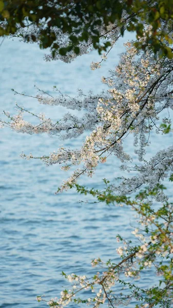 Красивые Цветы Вишни Цветут Парке Китае Весной — стоковое фото