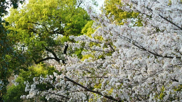Весною Китайському Парку Цвітуть Чудові Вишневі Квіти — стокове фото
