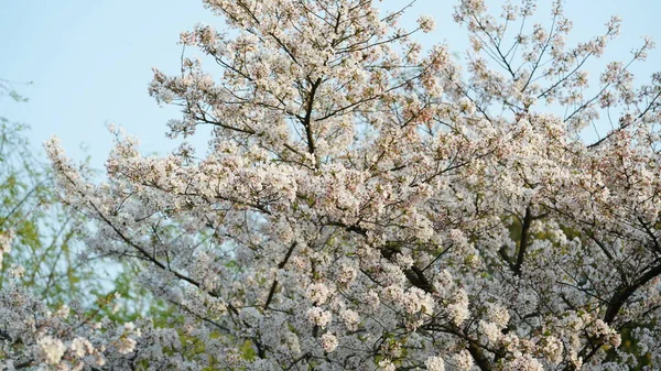 Bellissimi Fiori Ciliegio Fioriscono Nel Parco Cina Primavera — Foto Stock