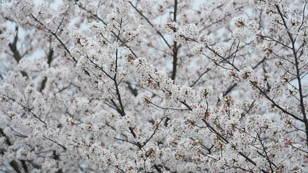 Baharda Çin 'deki parkta açan güzel kiraz çiçekleri.