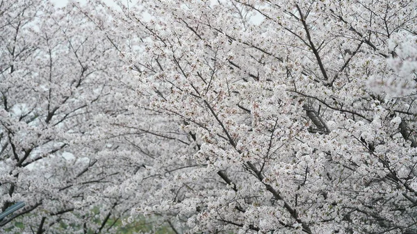 Beautiful Cherry Flowers Blooming Park China Spring — Stockfoto