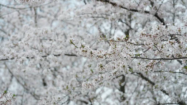 Baharda Çin 'deki parkta açan güzel kiraz çiçekleri.