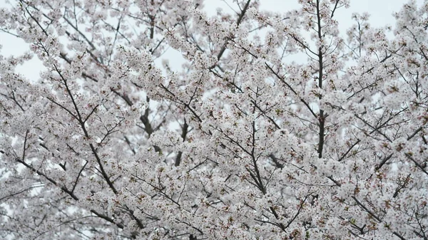 春には中国の公園に美しい桜が咲きます — ストック写真