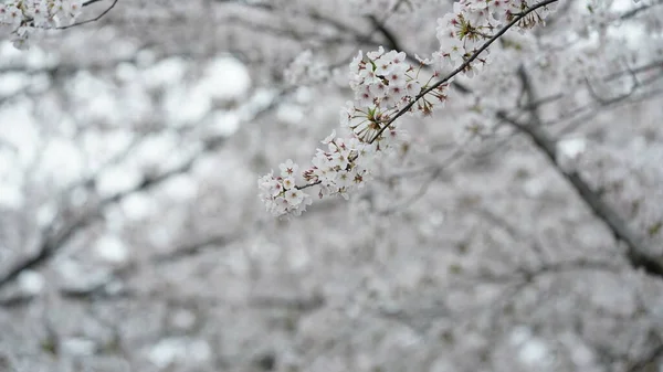 Beautiful Cherry Flowers Blooming Park China Spring — Stockfoto