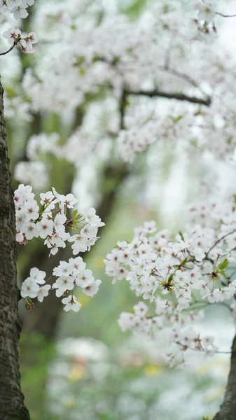 Beautiful Cherry Flowers Blooming Park China Spring — Foto Stock