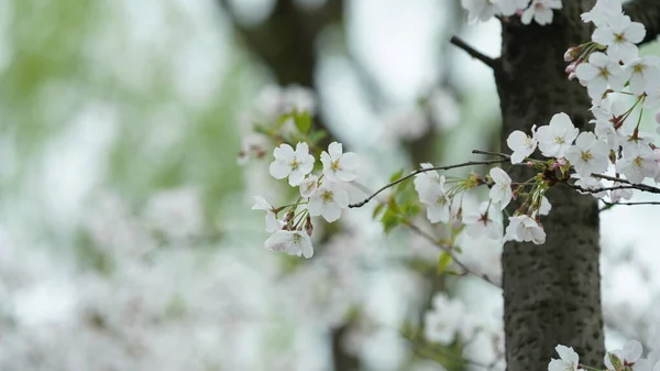 Beautiful Cherry Flowers Blooming Park China Spring — Stock Photo, Image