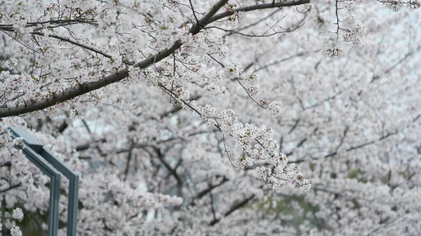 Krásné Třešňové Květy Kvetoucí Parku Číně Jaře — Stock fotografie