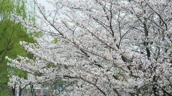 Krásné Třešňové Květy Kvetoucí Parku Číně Jaře — Stock fotografie