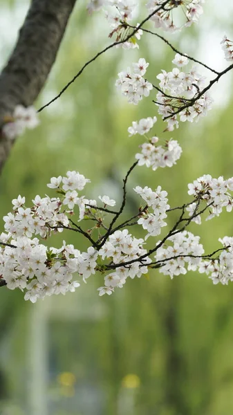 Die Schönen Kirschblüten Blühen Park China Frühling — Stockfoto