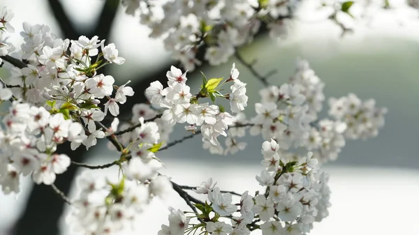 Baharda Çin 'deki parkta açan güzel kiraz çiçekleri.