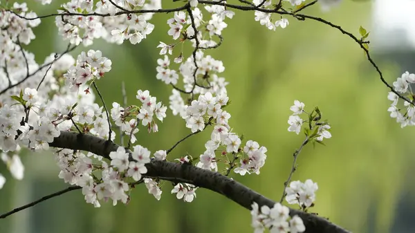 Baharda Çin 'deki parkta açan güzel kiraz çiçekleri.