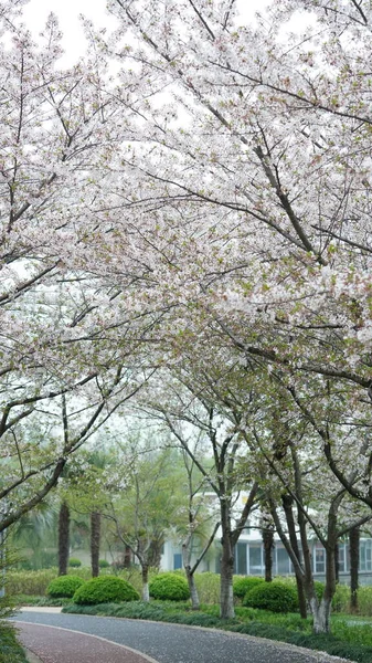 Όμορφα Άνθη Κερασιάς Ανθίζουν Στο Πάρκο Στην Κίνα Την Άνοιξη — Φωτογραφία Αρχείου