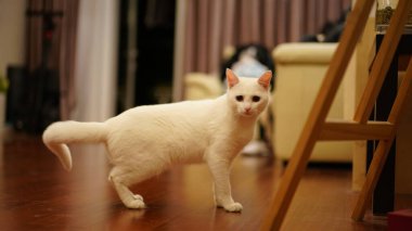 Evde yuvarlak gözlerle oynayan sevimli beyaz bir kedi.
