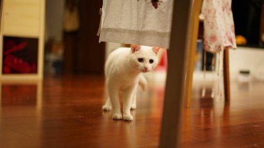 Evde yuvarlak gözlerle oynayan sevimli beyaz bir kedi.