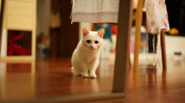 Evde yuvarlak gözlerle oynayan sevimli beyaz bir kedi.