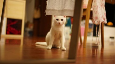 Evde yuvarlak gözlerle oynayan sevimli beyaz bir kedi.