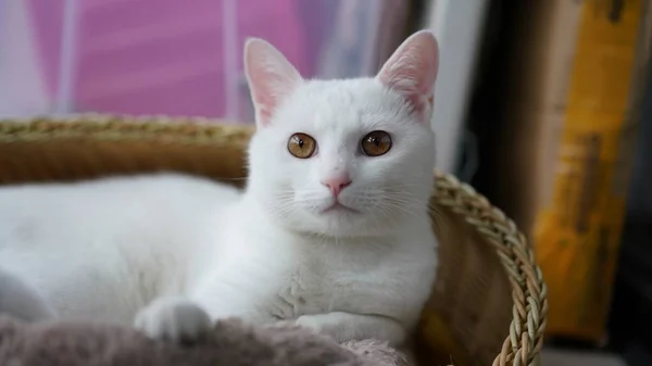 Een Schattige Witte Kat Spelen Het Huis Met Ronde Ogen — Stockfoto