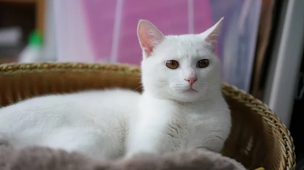 Evde Yuvarlak Gözlerle Oynayan Sevimli Beyaz Bir Kedi — Stok fotoğraf