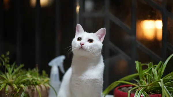 Lindo Gato Blanco Jugando Hogar Con Los Ojos Redondos —  Fotos de Stock
