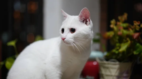 Gato Branco Bonito Brincando Casa Com Olhos Redondos — Fotografia de Stock