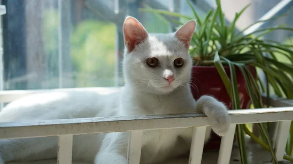 丸い目で家で遊んでいるかわいい白い猫 — ストック写真