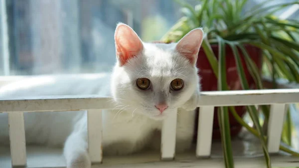 One Cute White Cat Playing Home Eyes — Stockfoto