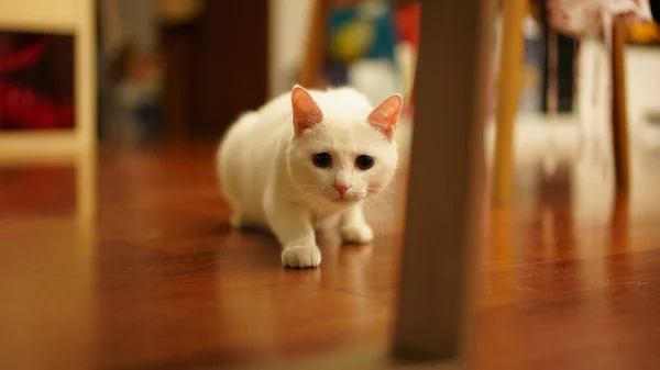 Egy Aranyos Fehér Macska Játszik Otthonban Kerek Szemekkel — Stock Fotó
