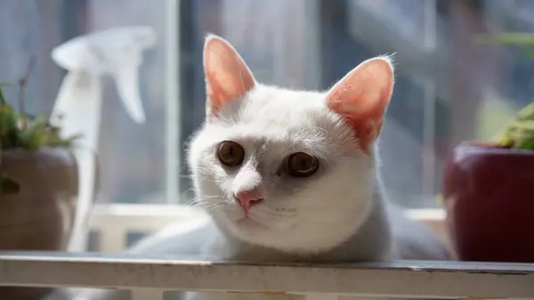 Lindo Gato Blanco Jugando Hogar Con Los Ojos Redondos —  Fotos de Stock