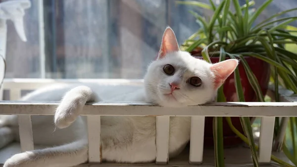 Gato Branco Bonito Brincando Casa Com Olhos Redondos — Fotografia de Stock