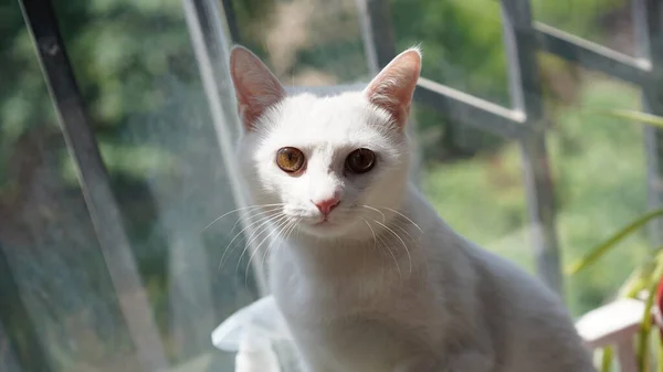 Gato Branco Bonito Brincando Casa Com Olhos Redondos — Fotografia de Stock