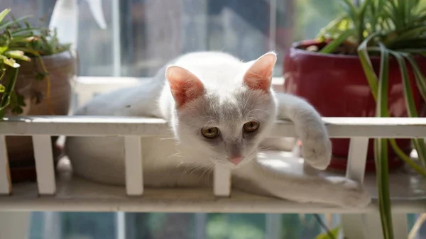 Gato Branco Bonito Brincando Casa Com Olhos Redondos — Fotografia de Stock