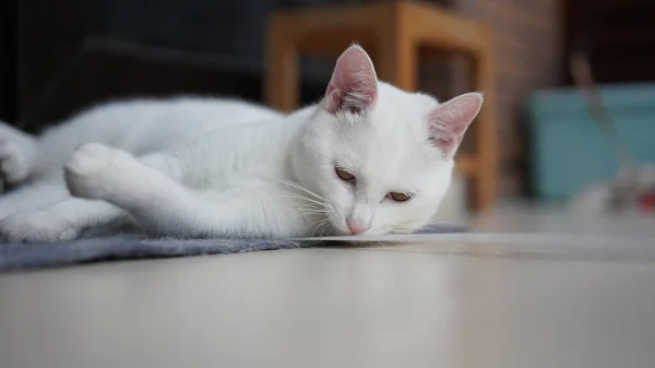 Один Милый Белый Кот Играет Доме Круглыми Глазами — стоковое фото