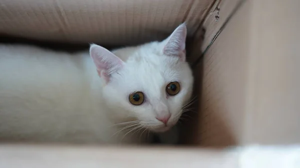 One Cute White Cat Playing Home Eyes — Stock Photo, Image
