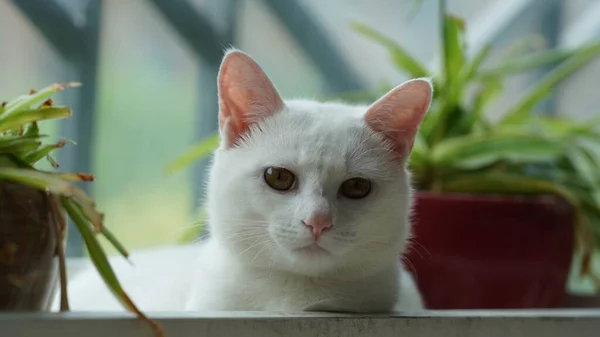 Gato Branco Bonito Brincando Casa Com Olhos Redondos — Fotografia de Stock