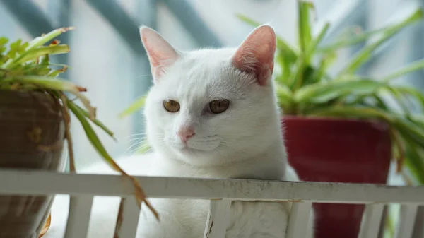 丸い目で家で遊んでいるかわいい白い猫 — ストック写真