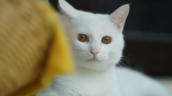 Gato Branco Bonito Brincando Casa Com Olhos Redondos — Fotografia de Stock