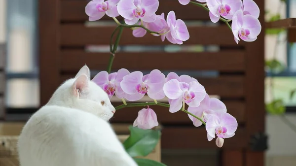 Eine Süße Weiße Katze Spielt Hause Mit Den Runden Augen — Stockfoto