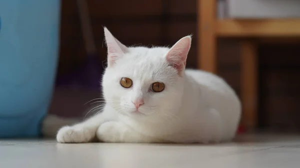 귀여운 고양이가 눈으로 집에서 — 스톡 사진