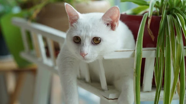 Eine Süße Weiße Katze Spielt Hause Mit Den Runden Augen — Stockfoto