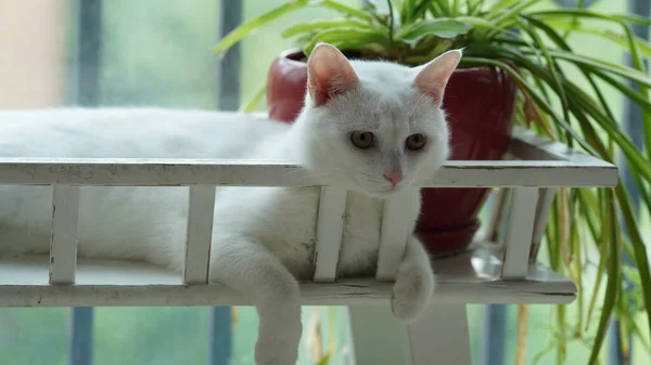 Eine Süße Weiße Katze Spielt Hause Mit Den Runden Augen — Stockfoto