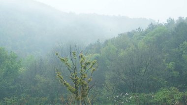 Kıyı boyunca geleneksel Çin mimarisi olan güzel göl manzaraları.