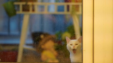 Evde yuvarlak gözlerle oynayan sevimli beyaz bir kedi.