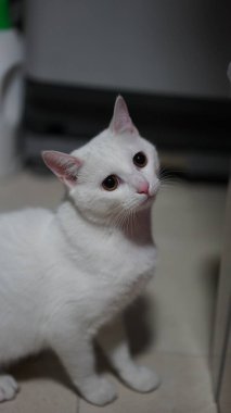 Evde yuvarlak gözlerle oynayan sevimli beyaz bir kedi.