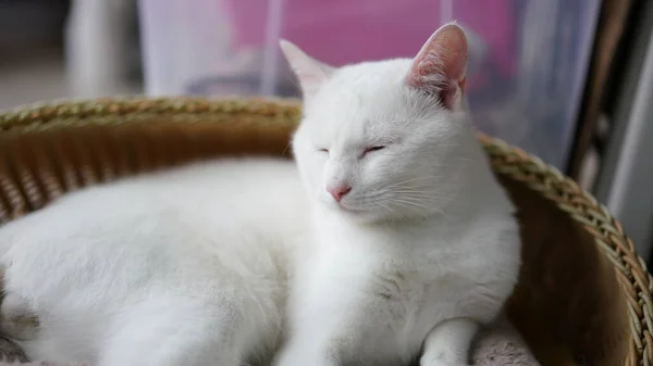 One Cute White Cat Sleeping Its Nest — Stockfoto